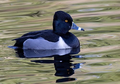 USA, Washington State, Sammamish. Ring-necked diving duck. Art Print